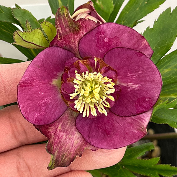 園芸ネット本店｜若泉ファームさんのクリスマスローズ：26-34