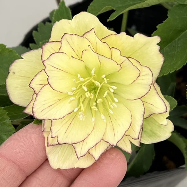 曽田園芸 認定フレグランス クリスマスローズ 開花株 現品 認定タグ