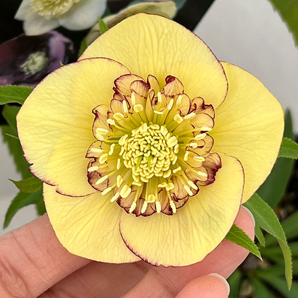 園芸ネット本店｜クリスマスローズ：セレクトセミダブル26-38／1.5L