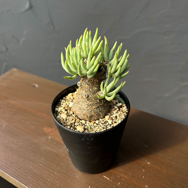 園芸ネット本店｜[ザ・ファームセレクト]チレコドン：ペアルソニー 3号