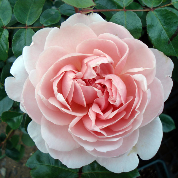 園芸ネット本店｜イングリッシュローズ デビッド・オースチン