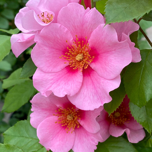 園芸ネット本店｜四季咲中輪バラ：シー ユー イン ピンク大苗 の通販