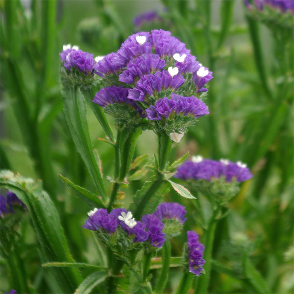 園芸ネット本店｜スターチス シニュアータ：ブルー系（No.7）3号ポット