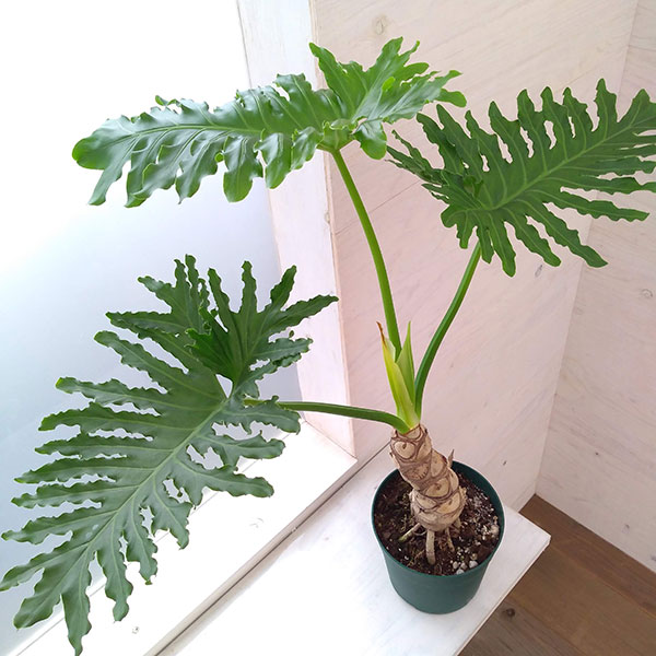 園芸ネット本店｜フィロデンドロン：セローム（幹立ち）6号鉢植え の