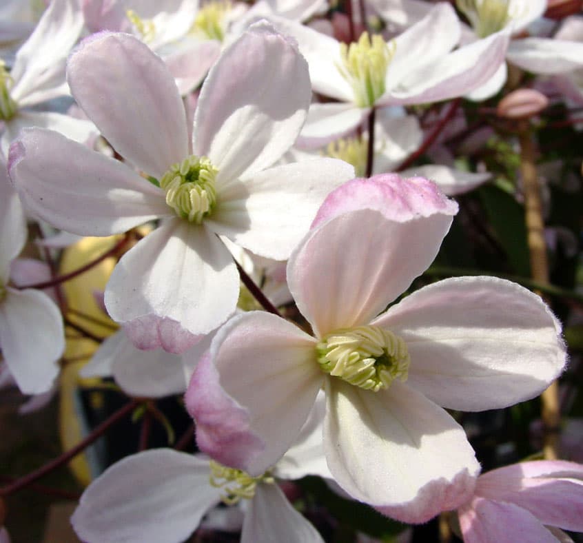 園芸ネット本店｜クレマチス：アーマンディ アップルブロッサム4.5号