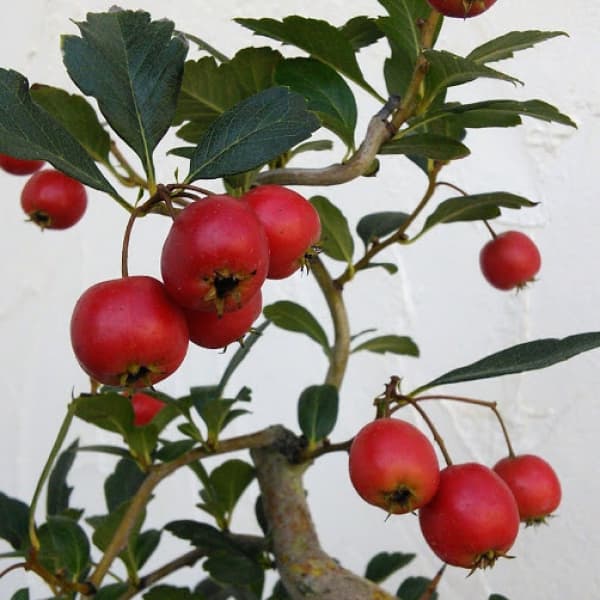 園芸ネット本店｜サンザシ（山査子）：ルビーサンザシ5-5.5号鉢植え の