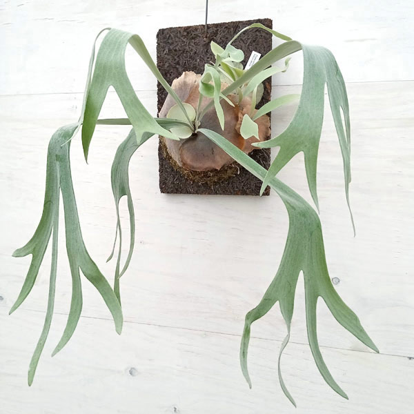 園芸ネット本店｜ビカクシダ（コウモリラン）：E-1（白ビフ） 板付け