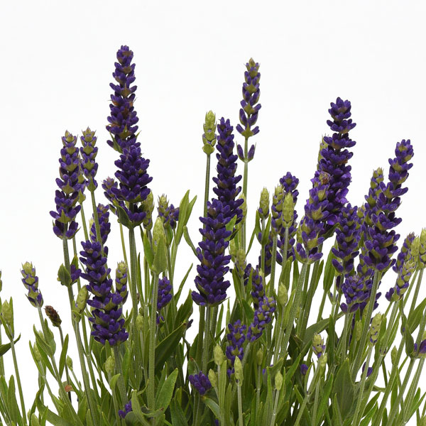 園芸ネット本店｜[26年5月中下旬予約]ラベンダー：ブルースピア3.5号