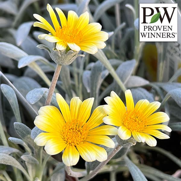 園芸ネット本店｜ガザニア：シルバーフォックス3-3.5号ポット 6株