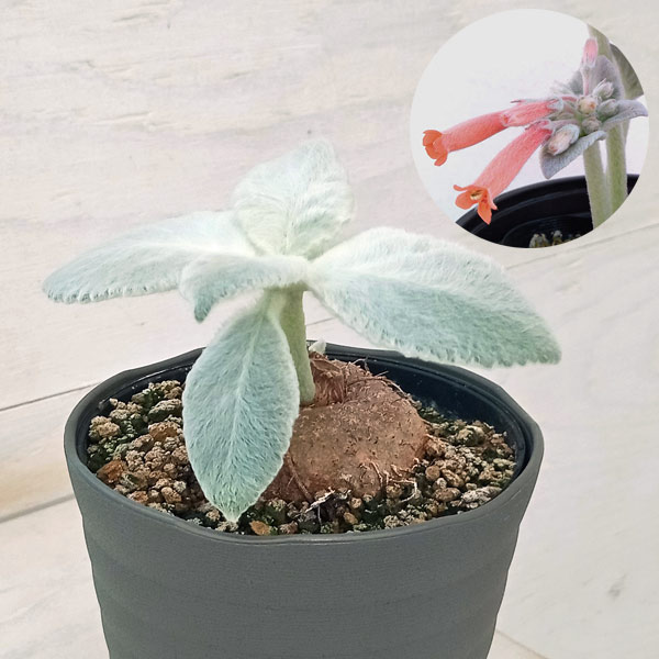 園芸ネット本店｜シンニンギア：レウコトリカ（断崖の女王）3.5号鉢