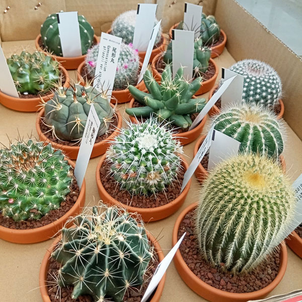 園芸ネット本店｜サボテン 3号素焼き鉢植え アソート3種セット の通販