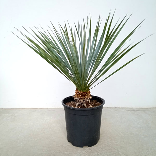 園芸ネット本店｜ユッカ：ロストラータ 8号23-01 の通販【公式】