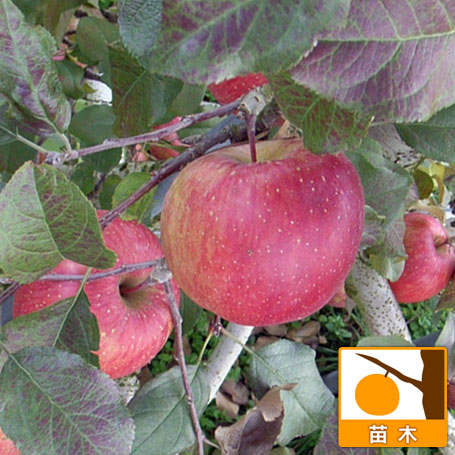 園芸ネット本店｜リンゴ：ふじ（富士）わい性台木接木苗4～5号ポット