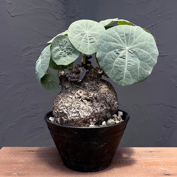 園芸ネット本店｜ステファニア：カウィーサキー（sp.ノバ） 9号鉢植え