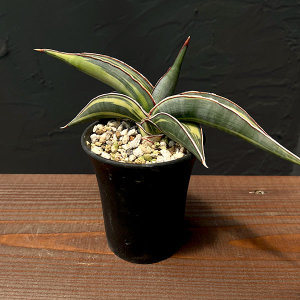 園芸ネット本店｜サンセベリア：ロリダ バリエガータ 3号23-01 の通販