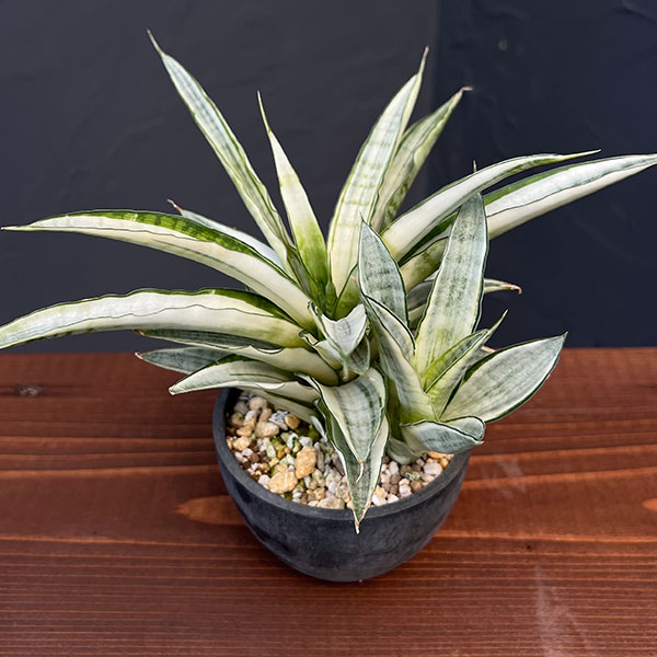 園芸ネット本店｜サンセベリア：ガブリエラ バリエガータ 3号 の通販