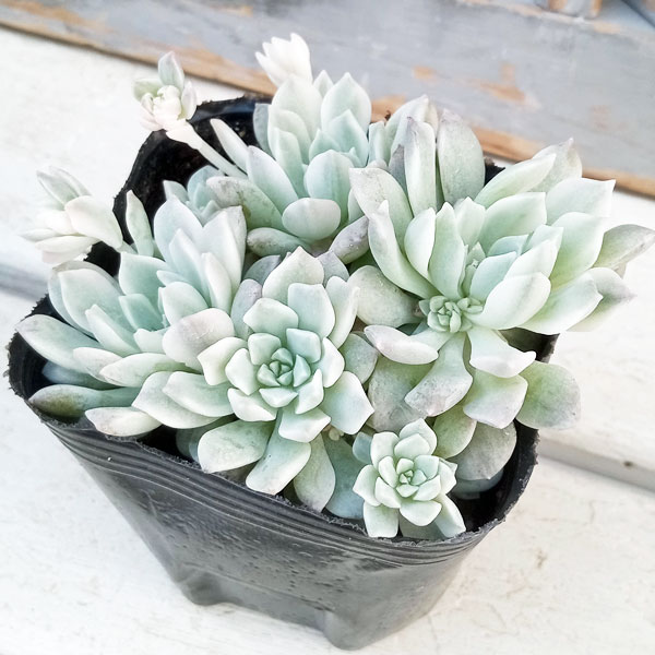 園芸ネット本店｜セダム：プロリフェラ錦 3号ポット の通販【公式】