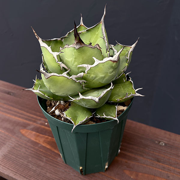 園芸ネット本店｜アガベ：チタノタ 4号鉢植え（23-15） の通販【公式】