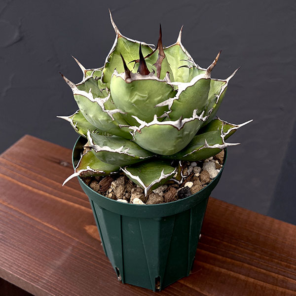 園芸ネット本店｜アガベ：チタノタ4号鉢植え（23-18） の通販【公式】