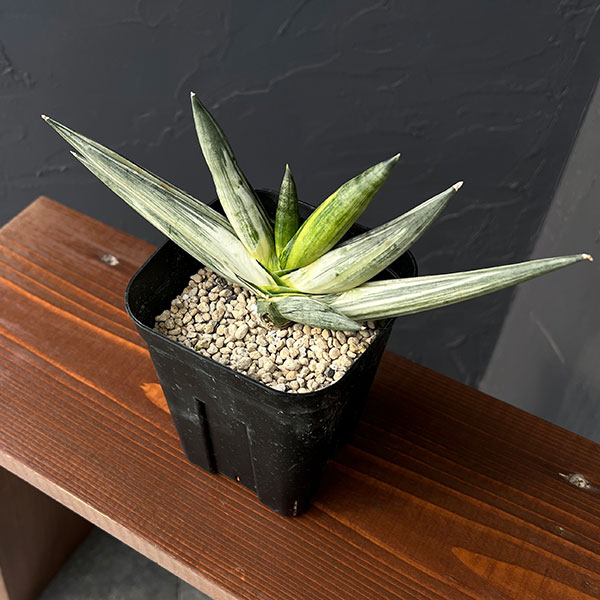 園芸ネット本店｜[送料無料]（わけあり特価）サンセベリア