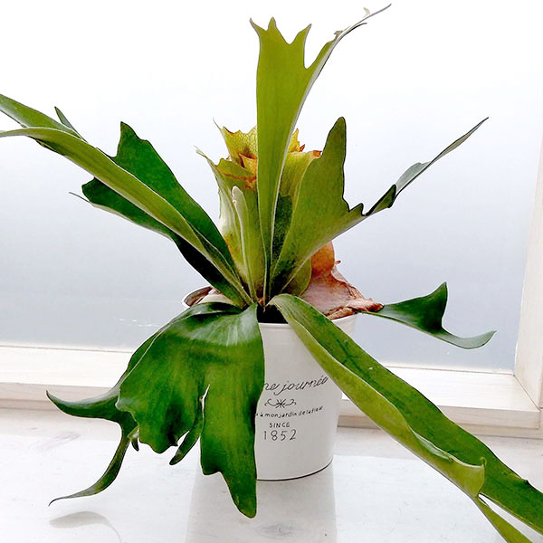 園芸ネット本店｜[送料無料][2024年 父の日ギフト][予約]ビカクシダ