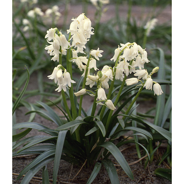 園芸ネット本店｜シラー：球根つりがね草 白花 6球入り 3袋セット の