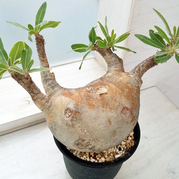 園芸ネット本店｜[送料無料]パキポディウム：マカイエンセ （魔界玉