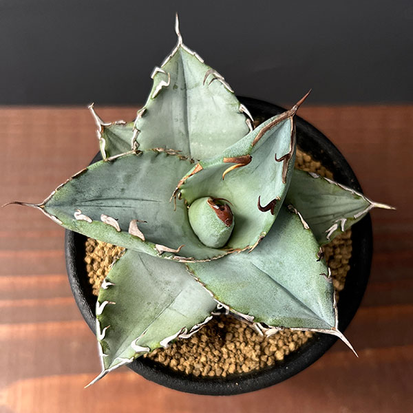 園芸ネット本店｜アガベ：チタノタ ホワイトアイス 2.5号鉢 の通販【公式】