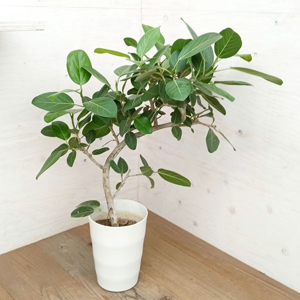 ⑦ フィカス ベンガレンシ7号 曲がり仕立て最高等級極上品‼️ ⑦