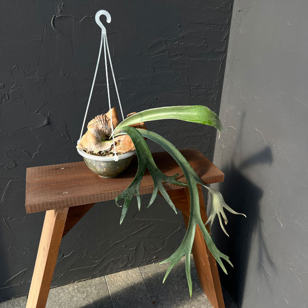 園芸ネット本店｜ビカクシダ（コウモリラン）：ウィリンキードワーフ