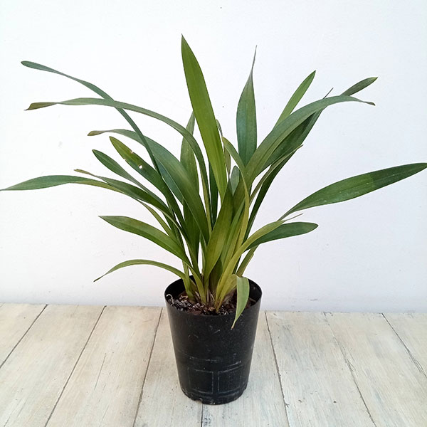 園芸ネット本店｜シンビジューム（みつばち蘭）：ミスマフェット4号