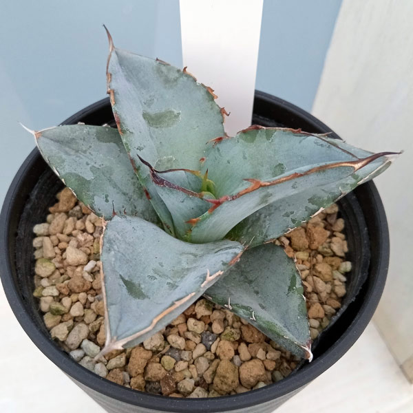 園芸ネット本店｜アガベ：チタノタ ブルー 3.5号鉢植え の通販【公式】