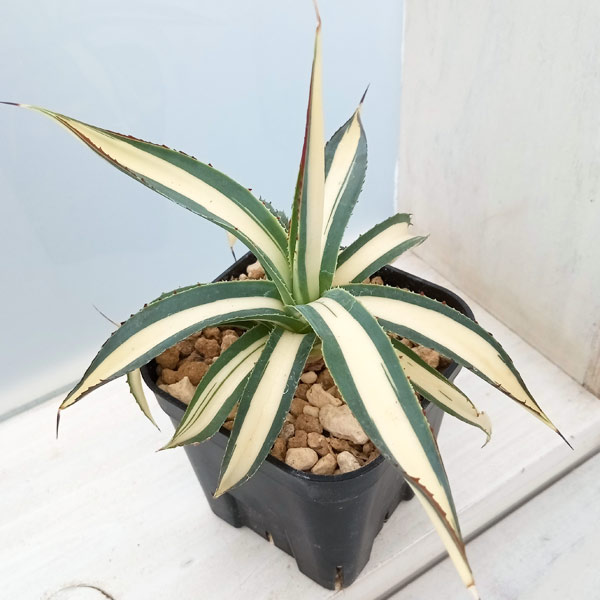 園芸ネット本店｜アガベ：フィリフェラ 藍光黄中斑（発根済み） 6cm