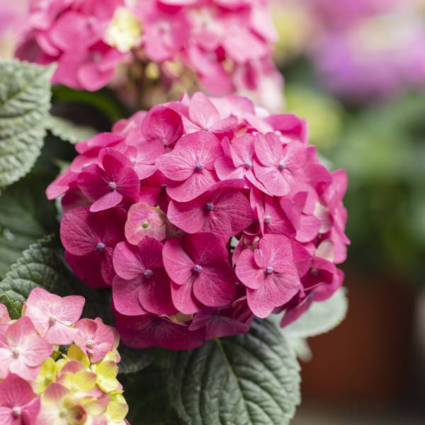 園芸ネット本店｜[26年4月下旬予約]アジサイ：サマークラッシュ