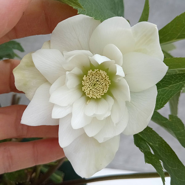 園芸ネット本店｜クリスマスローズ：ダブルエレン（ホワイト）24-03／5