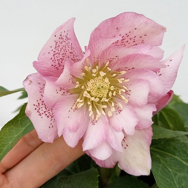 園芸ネット本店｜クリスマスローズ：ダブルエレン（ピンク）24-02／5号