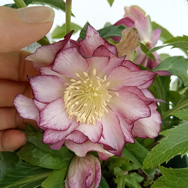 園芸ネット本店｜クリスマスローズ：ダブルエレン（ピコティ）24-05／5