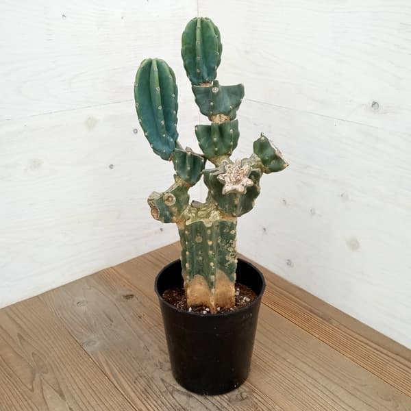 園芸ネット本店｜サボテン：柱サボテンブランチ 7号硬質ポット24-01 の