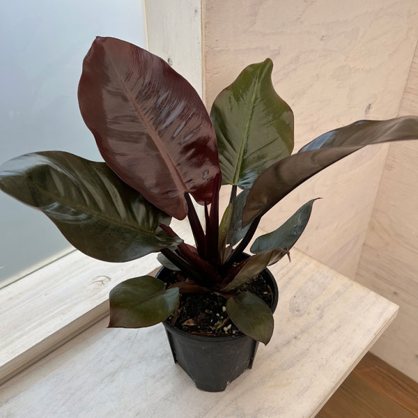 園芸ネット本店｜フィロデンドロン：ブラックカーディナル 5号鉢植え