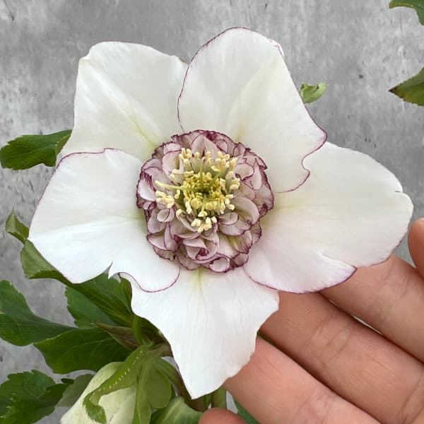 nigella1123 クリスマスローズ 開花実績株 SSゴールドピコティ