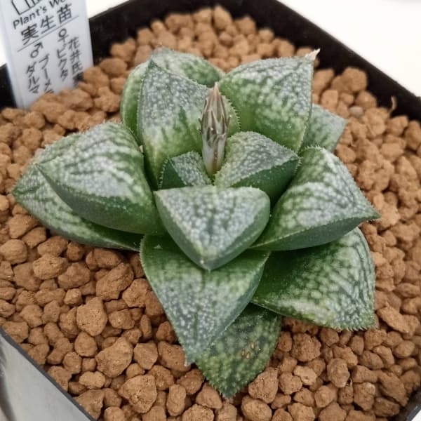 園芸ネット本店｜ハオルチア：花井氏実生ピクタ×ブーメランダルマ 2.5