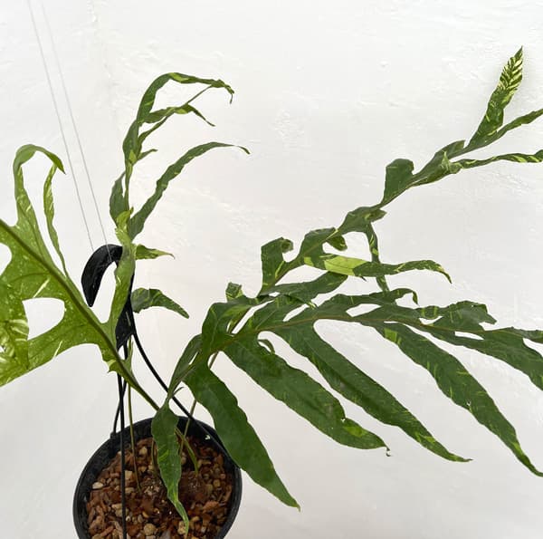 園芸ネット本店｜ドリナリア：クエルシフォリア（斑入り） 8号吊り鉢