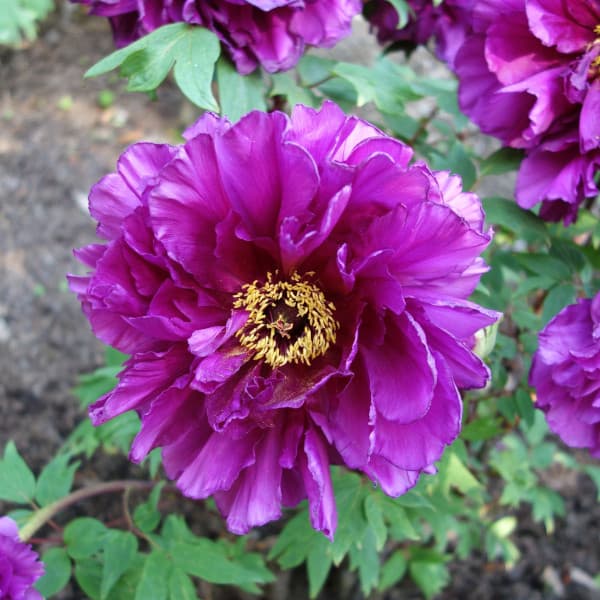 牡丹様 リクエスト プラナロム 5点 まとめ商品 牡丹様 リクエスト