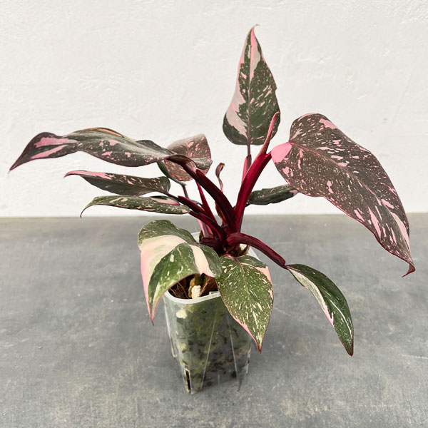 園芸ネット本店｜[ザ・ファームセレクト]フィロデンドロン：ピンク