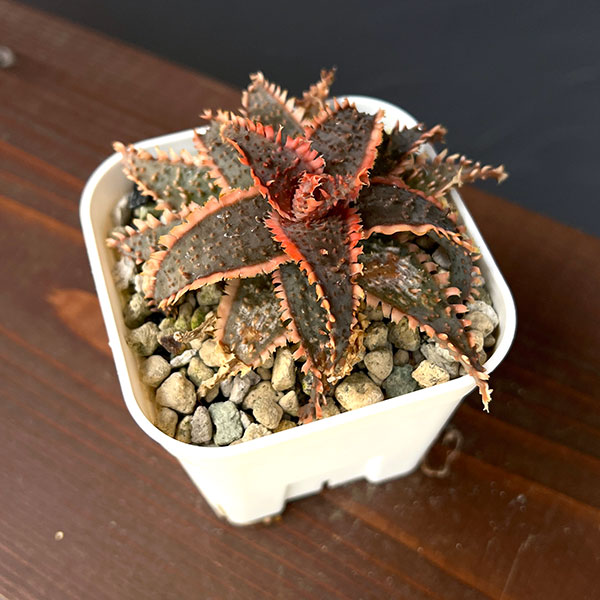 園芸ネット本店｜アロエ：カスティロニアエ ハイブリット 3号24-09 の