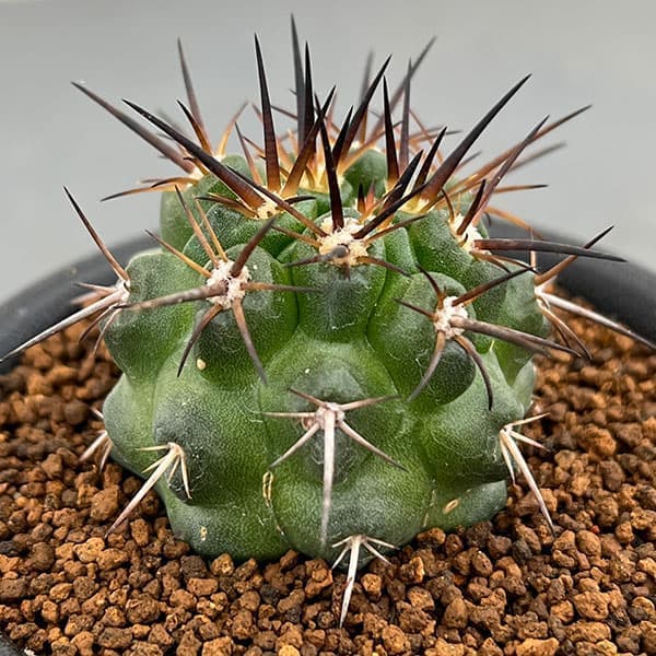 園芸ネット本店｜[ザ・ファームセレクト]コピアポア：カリザレンシス