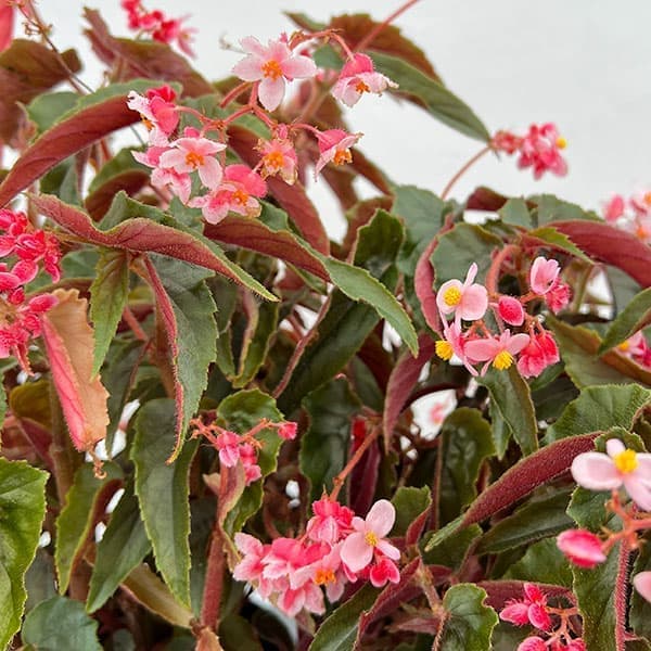 園芸ネット本店｜木立ベゴニア：ジニー銀河（斑少なめ）6号鉢植え の