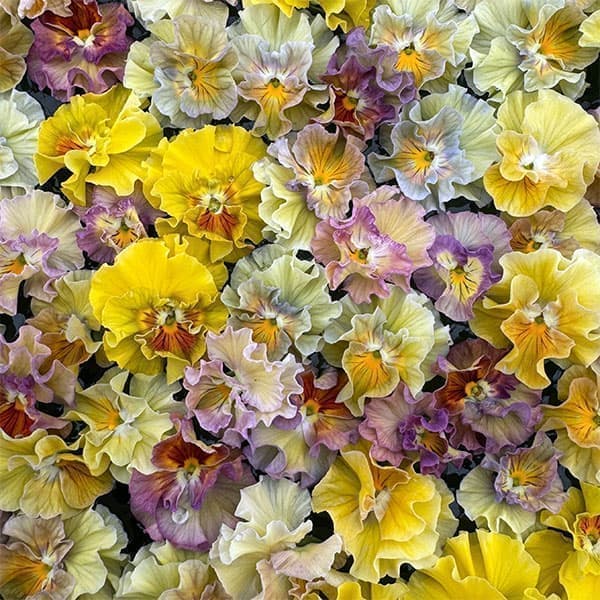 園芸ネット本店｜パンジービオラ（フリル咲き）：アイクルール3.5号