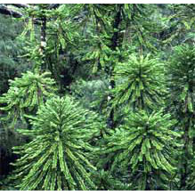 園芸ネット本店｜[26年4月上旬予約]ウォレマイ・パイン（ジュラシック