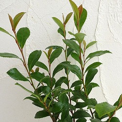 園芸ネット本店｜ヒサカキ：緑葉 5号ポット の通販【公式】